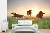 Papier peint - Papier peint photo Vache - Soleil - Herbe - Largeur 360 cm x hauteur 240 cm