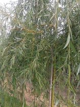 Treurwilg | Salix sepulcralis Chrysocoma | Stamomtrek: 8-10 cm | pot
