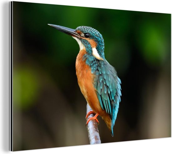 Décoration murale Métal - Peinture Aluminium - Branches - Martin-pêcheur - Parc - 120x80 cm