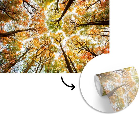 Papier peint - Papier peint photo Forêt - Arbres - Automne - Largeur 420 cm x hauteur 280 cm