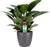 FloraExpert - Philodendron - 70 Cm - Ø 20
