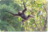 Bureau mat - Springende aap in de jungle - 60x40