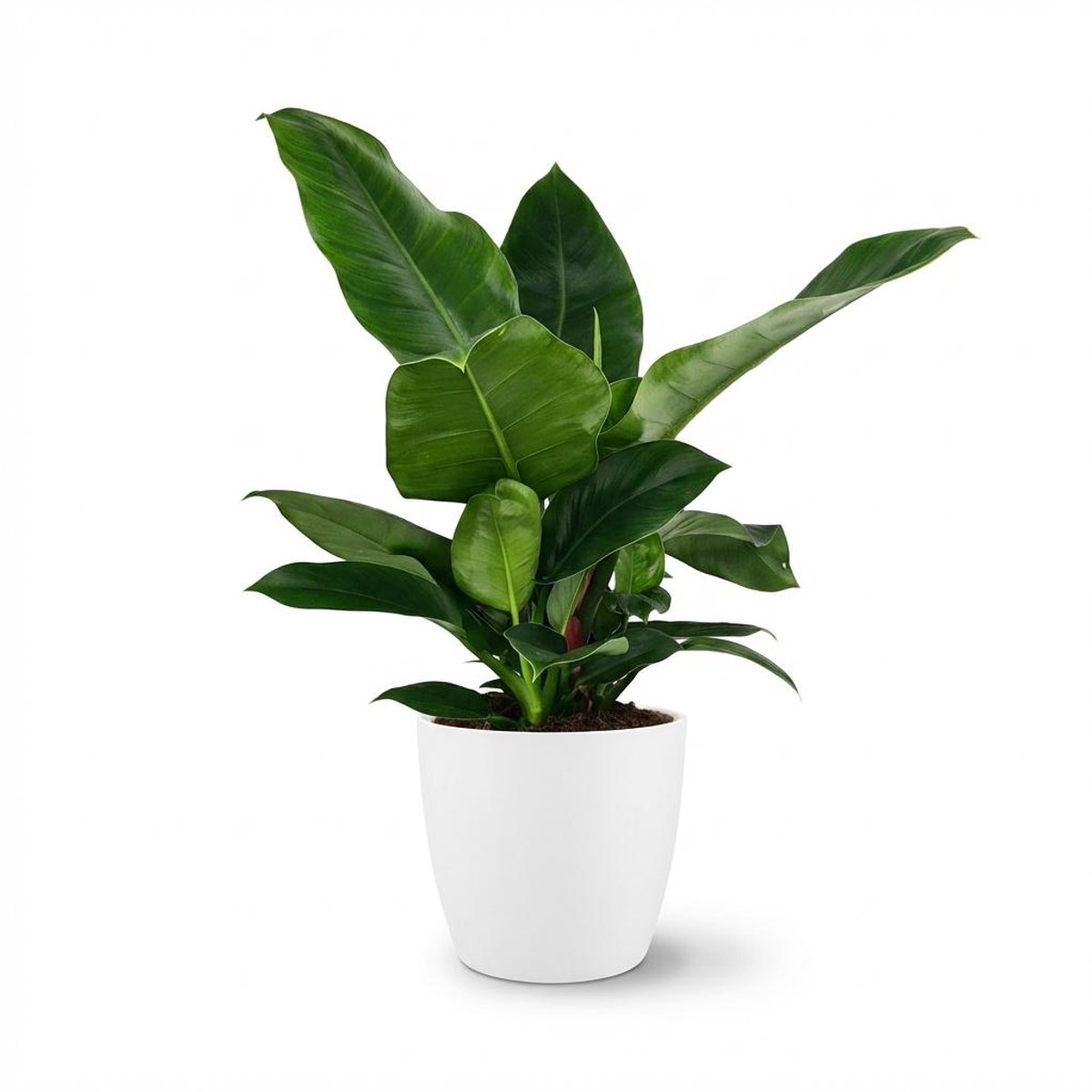 Plantenboetiek.nl | Philodendron - Philodendron Imperial Green - Groen - Weinig onderhoud - met Potter Wit - Ø19cm - 55-65cm hoog - Kamerplant - Groenblijvend