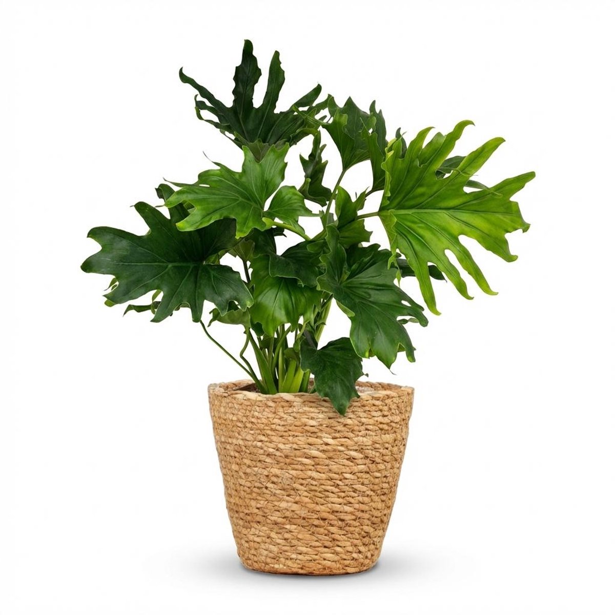 Plantenboetiek.nl | Philodendron - Philodendron Lickety split - Groen - Weinig onderhoud - met Mand - Ø19cm - 60-70cm hoog - Kamerplant - Groenblijvend