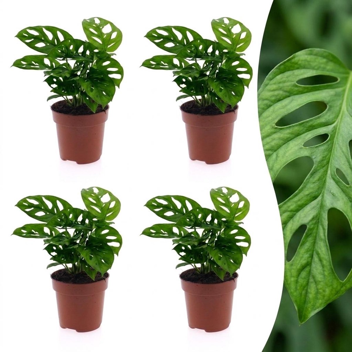 Plantenboetiek.nl | Monstera Adansonii - Rhaphidophora Tetrasperma - 4 Planten - Ø12cm - 25cm hoog