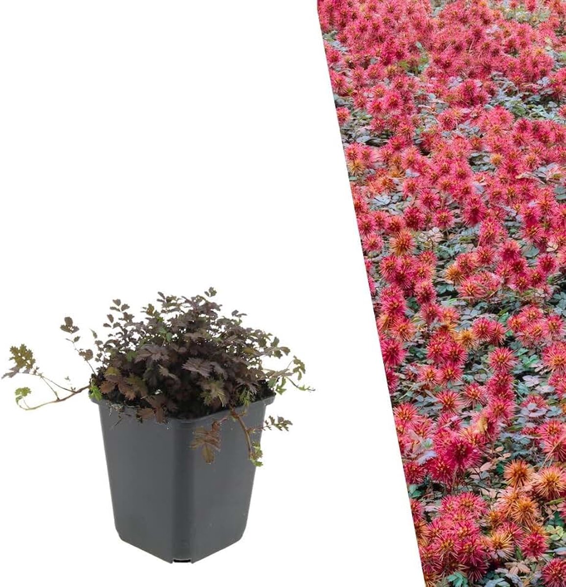 By Frank | 6 Stekelnootplanten | Acaena Microphylla ‘Kupferteppich’ | Stekelnootje | Bodembedekker | Winterhard en Meerjarig | Vaste Planten | Laagblijvend | Tuinplanten