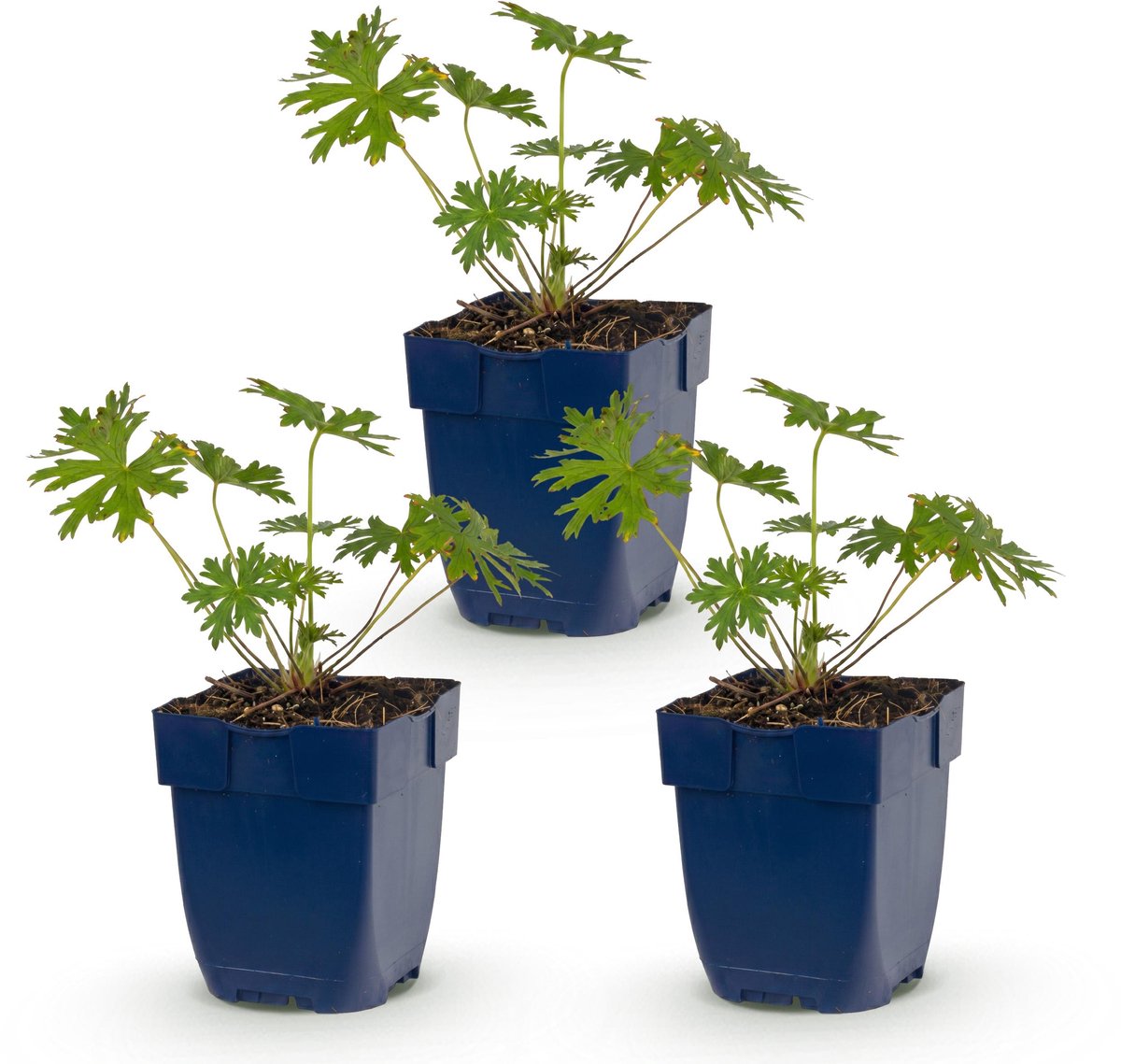 Plantenboetiek.nl | Geranium Johnson's Blue - Ooievaarsbek - Bodembedekkend - Blauw - 3 Planten - Ø11cm - 15-25cm hoog - Tuinplant