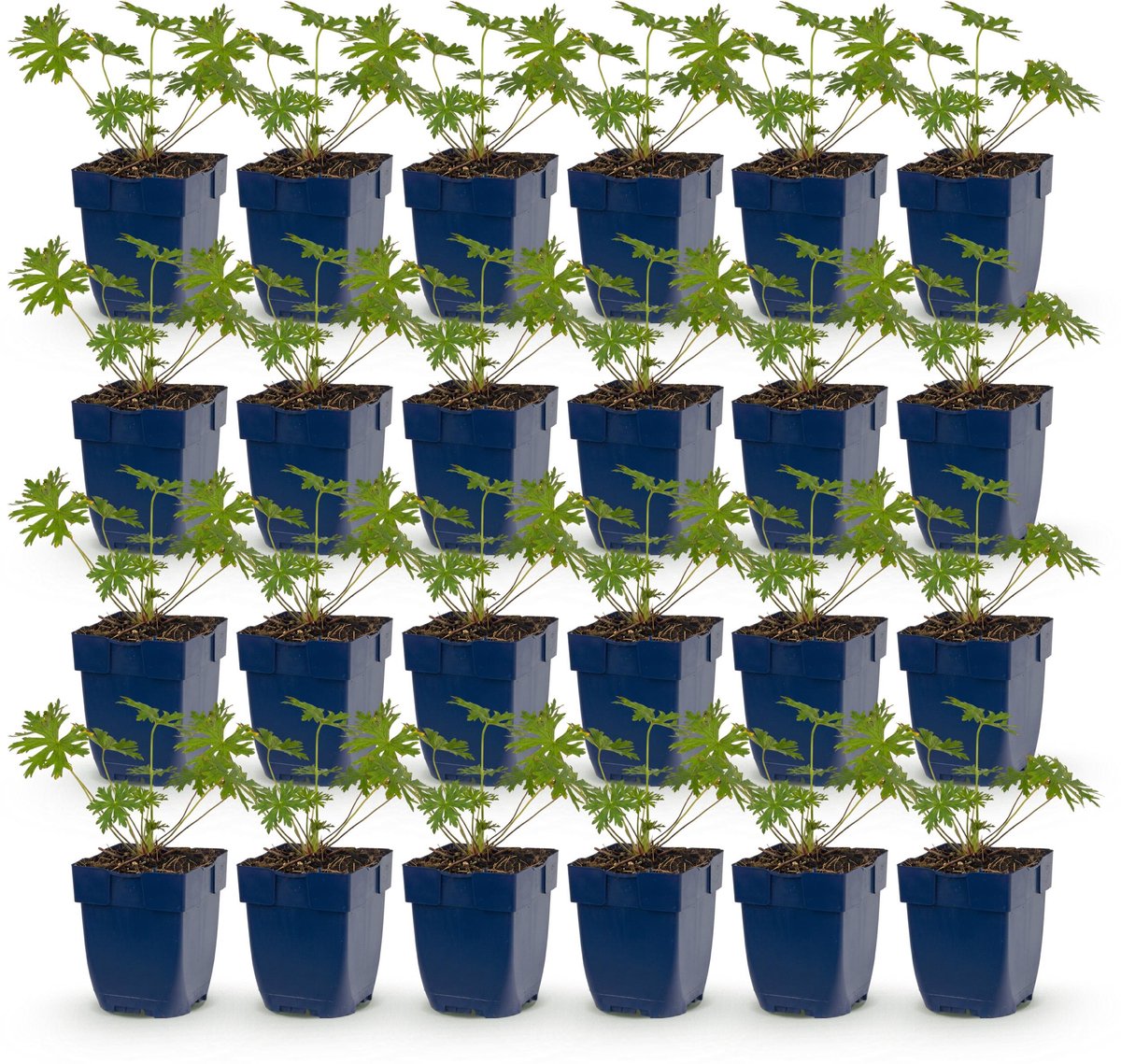 Plantenboetiek.nl | Geranium Johnson's Blue - Ooievaarsbek - Bodembedekkend - Blauw - 24 Planten - Ø11cm - 15-25cm hoog - Tuinplant