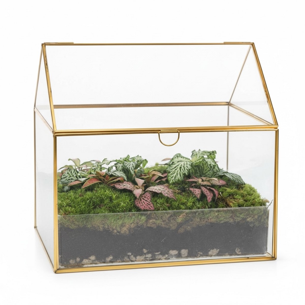 Fittonia in semi-Terrarium de Goudenkas | fittonia met terrarium| Kant en klaar geleverd