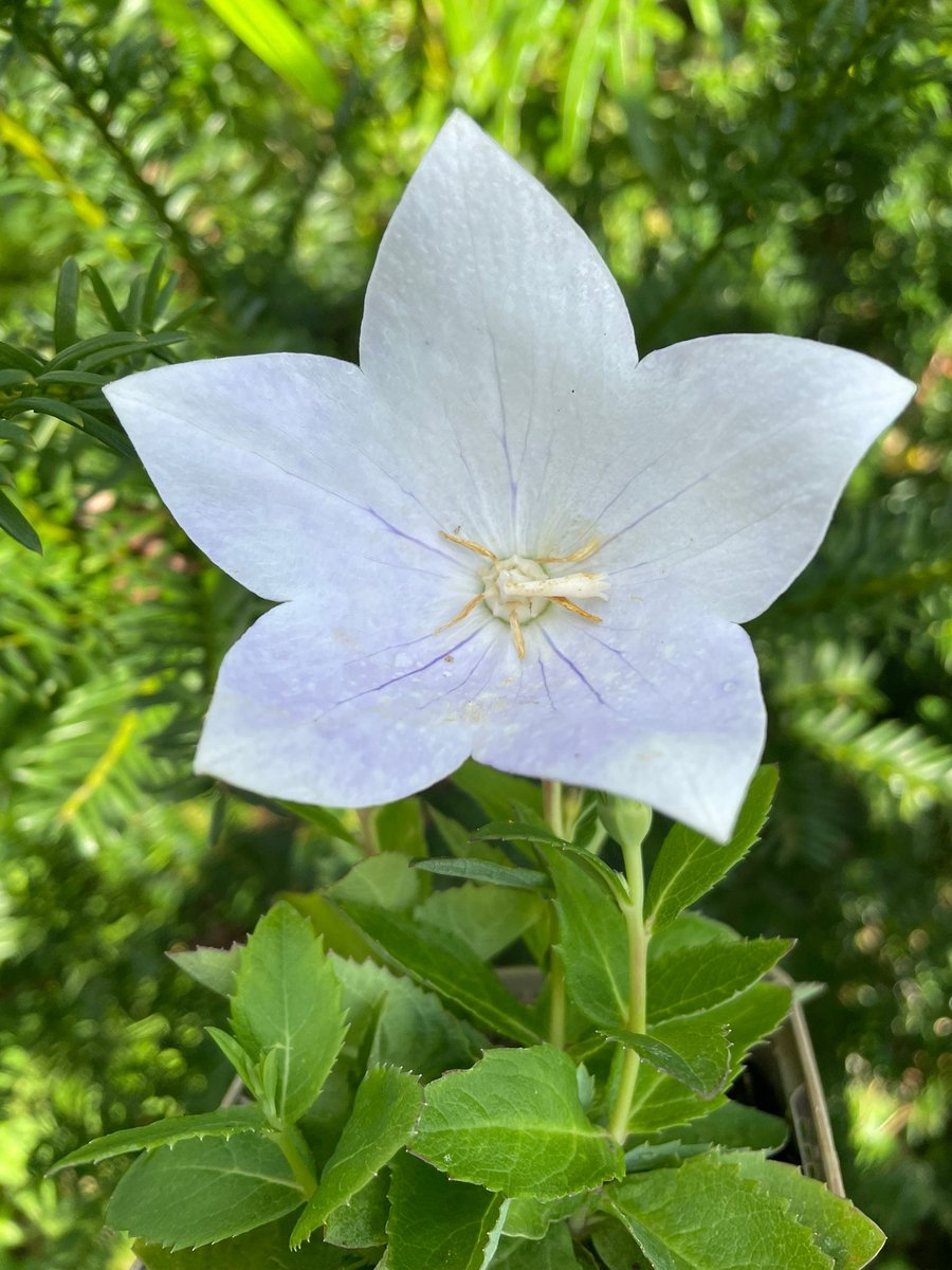6x Platycodon grandiflorus 'Astra White' - Ballonklokje - P9 Pot (9 x 9cm) - Dima Vaste Planten