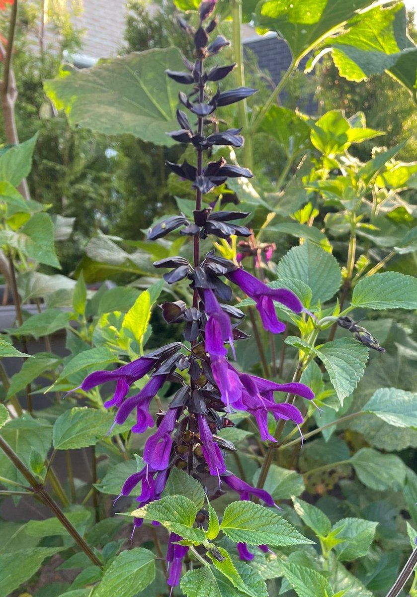 6x Salvia 'Amistad' - Salie - P9 Pot (9 x 9cm) - Dima Vaste Planten