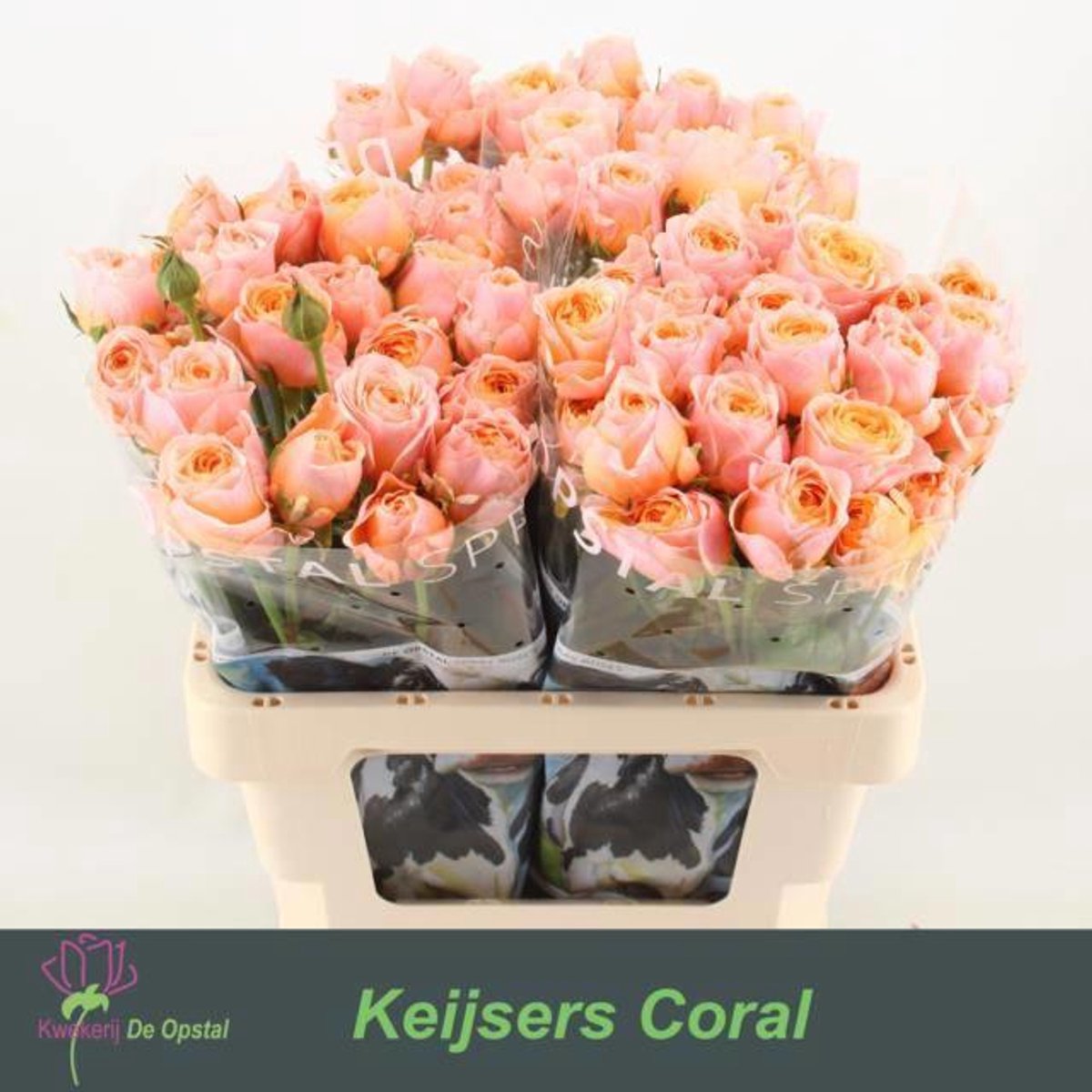 10x Rosa keijsers coral 60cm