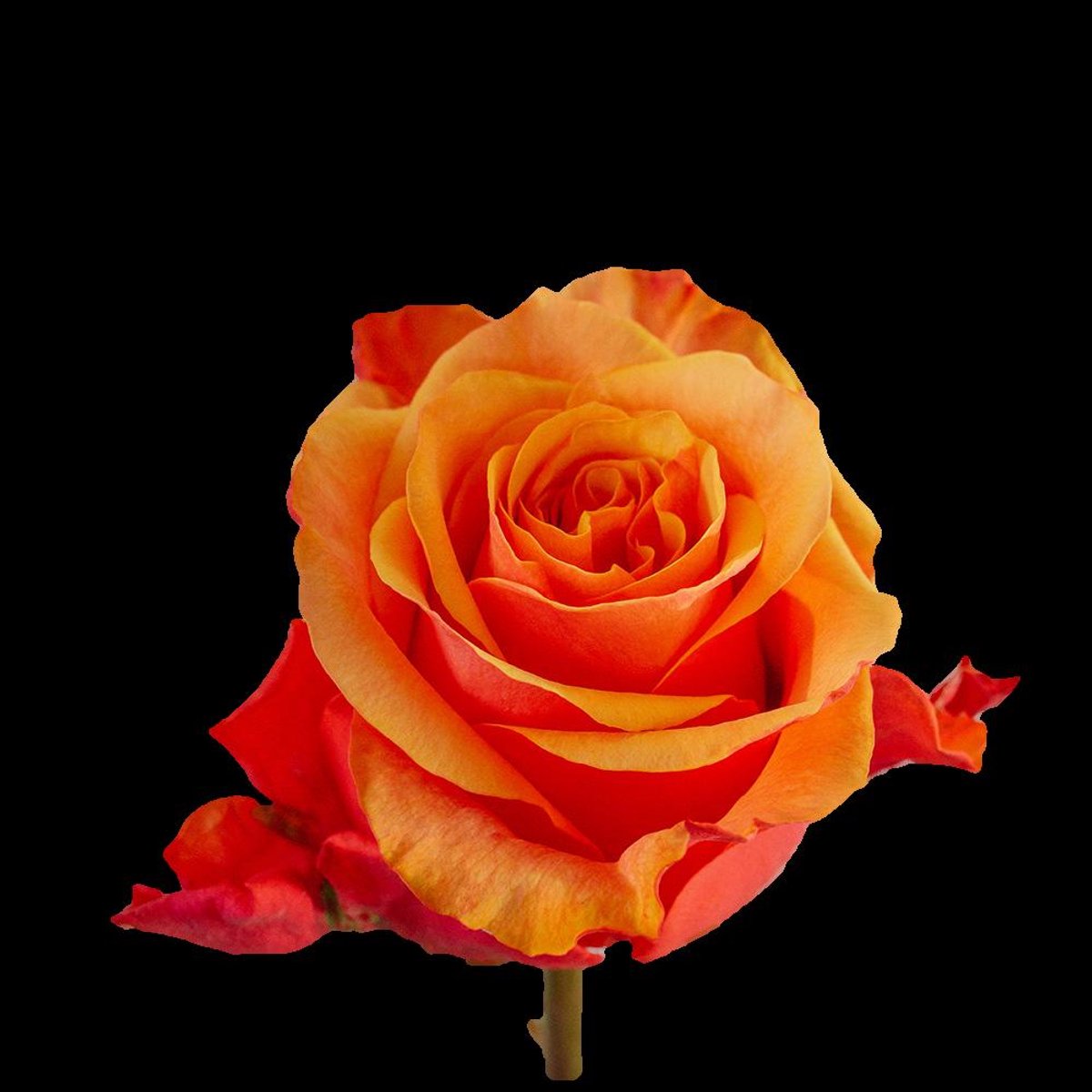 10x Rosa espana 40cm