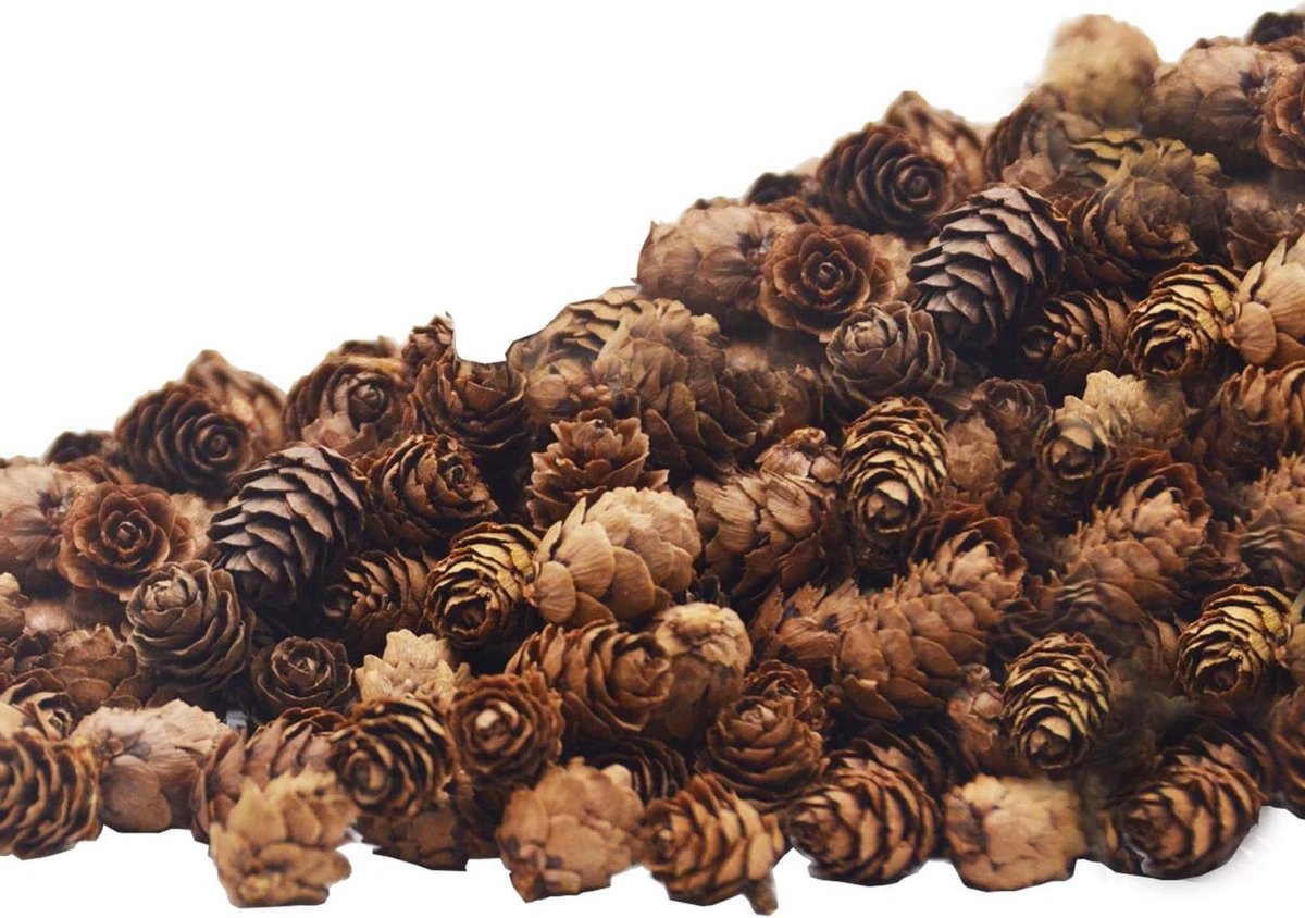 Natuurlijke Dennenappels - Mini Versieringen - Ambachtelijke Decoratie - Onbehandeld Hout - 150 Stuks - Bruin