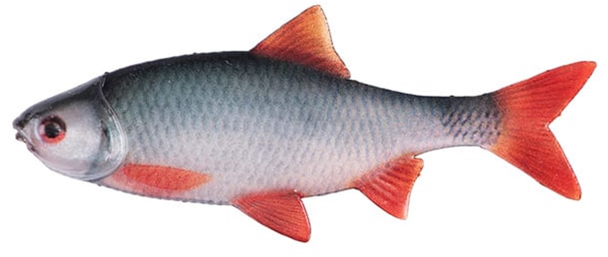 Fox Rage Ultra Natural Roach Fillet – Levensecht Softbait voor Dropshot, Jighead en Weedless Montage - Maat : 8cm