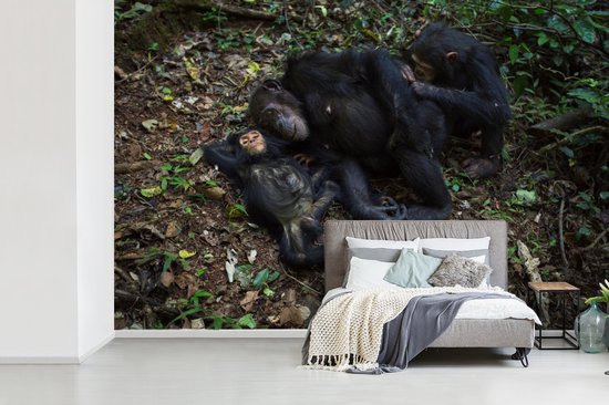Papier peint photo peint photo vinyle - Famille Chimpanzé endormi largeur 390 cm x hauteur 260 cm - Tirage photo sur papier peint (disponible en 7 tailles)