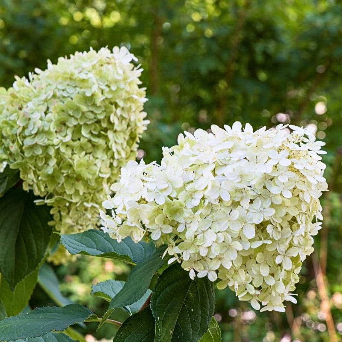 Dailygoods- Hortensia Paniculata Limelight - Bloeiende Potplant - Hoogte 2 tot 3 m - Kegelvormige Pluimen - Limoengroen/Crèmewit - Geschikt voor Terras - Bloeiende Struik