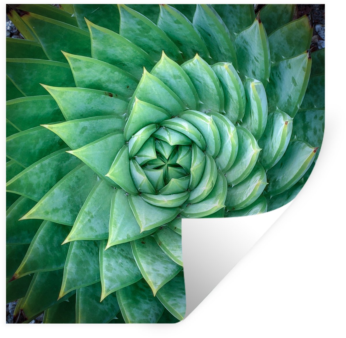 Muurstickers - Sticker Folie - Spiraalvormige vetplant - 100x100 cm - Plakfolie - Muurstic
