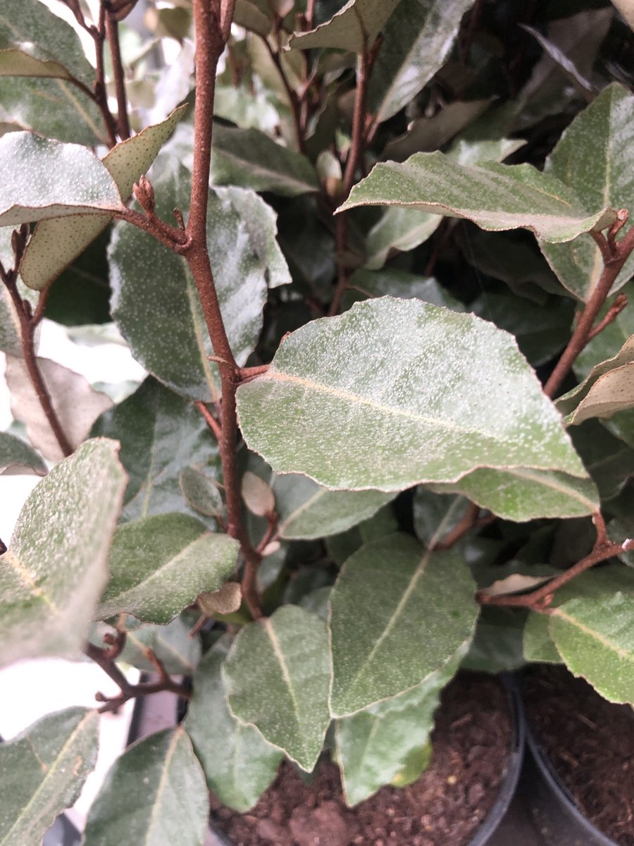 Olijfwilg - Elaeagnus ebbingei | pot