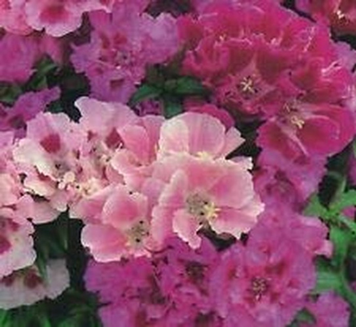 Elzusha - 50 Stuks Godetia Zaden voor Prachtige Bloemen