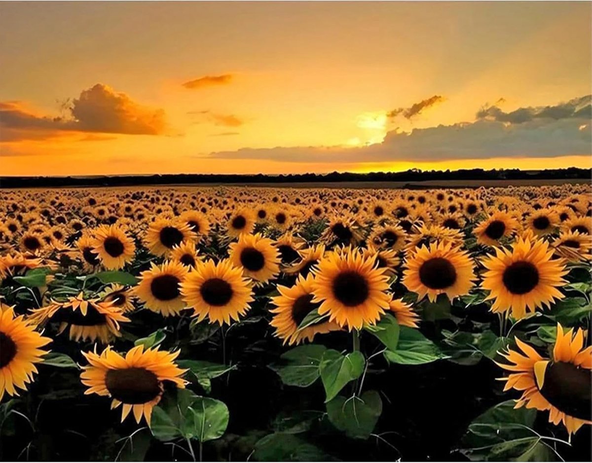 5D Diamond Painting foto's zonnebloem 50 x 40 cm diamond painting landschappen zonnebloemen diamond painting berg zonsondergang entree hal trap keuken eetkamer woonkamer slaapkamer