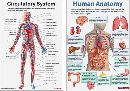 Deux affiches d'anatomie : système circulatoire et organes humains, présentées côte à côte.