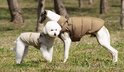 Twee honden, een witte poedel en een whippet, dragen bruine en beige jassen in een park.