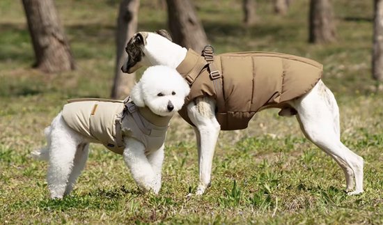 Twee honden, een witte poedel en een whippet, dragen bruine en beige jassen in een park.
