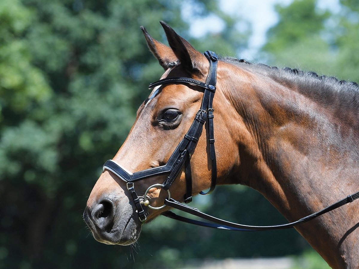 Busse hoofdstel Feeling Black-White Cob