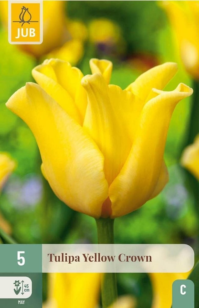 Tulipa yellow crown 5st JUB