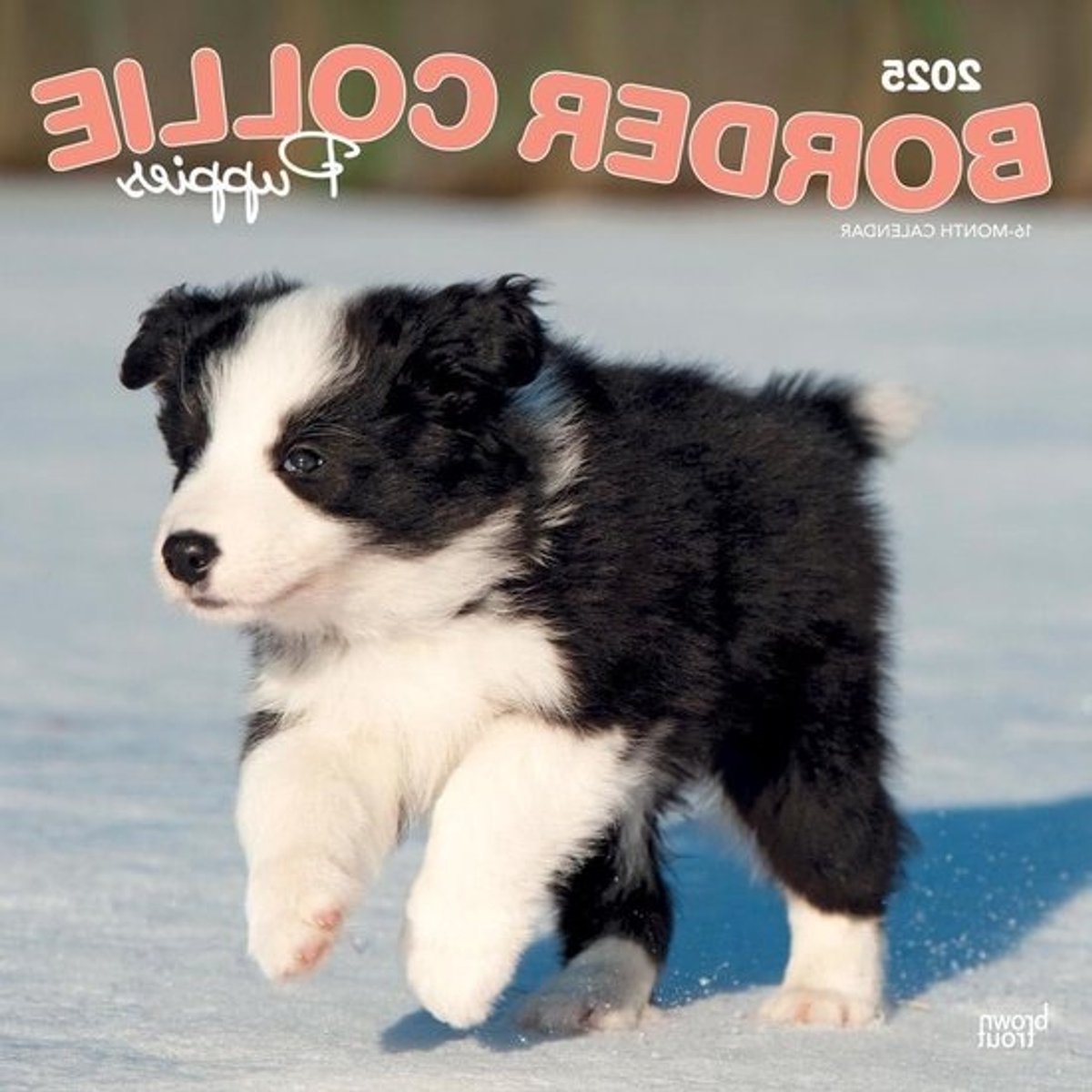 Wandkalender Border Collie Puppies - Maandelijkse Kalender Honden - Jaar Plannen - Plasticvrij Ontwerp - 12 x 24 inch