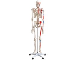 Anatomisch model: skelet, botten, spieren, medisch skelet, levensgroot, 175 cm, met standaard. Lesmateriaal voor het menselijk lichaam van MedMod.