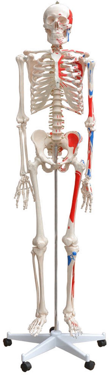 Anatomisch model: skelet, botten, spieren, medisch skelet, levensgroot, 175 cm, met standaard. Lesmateriaal voor het menselijk lichaam van MedMod.