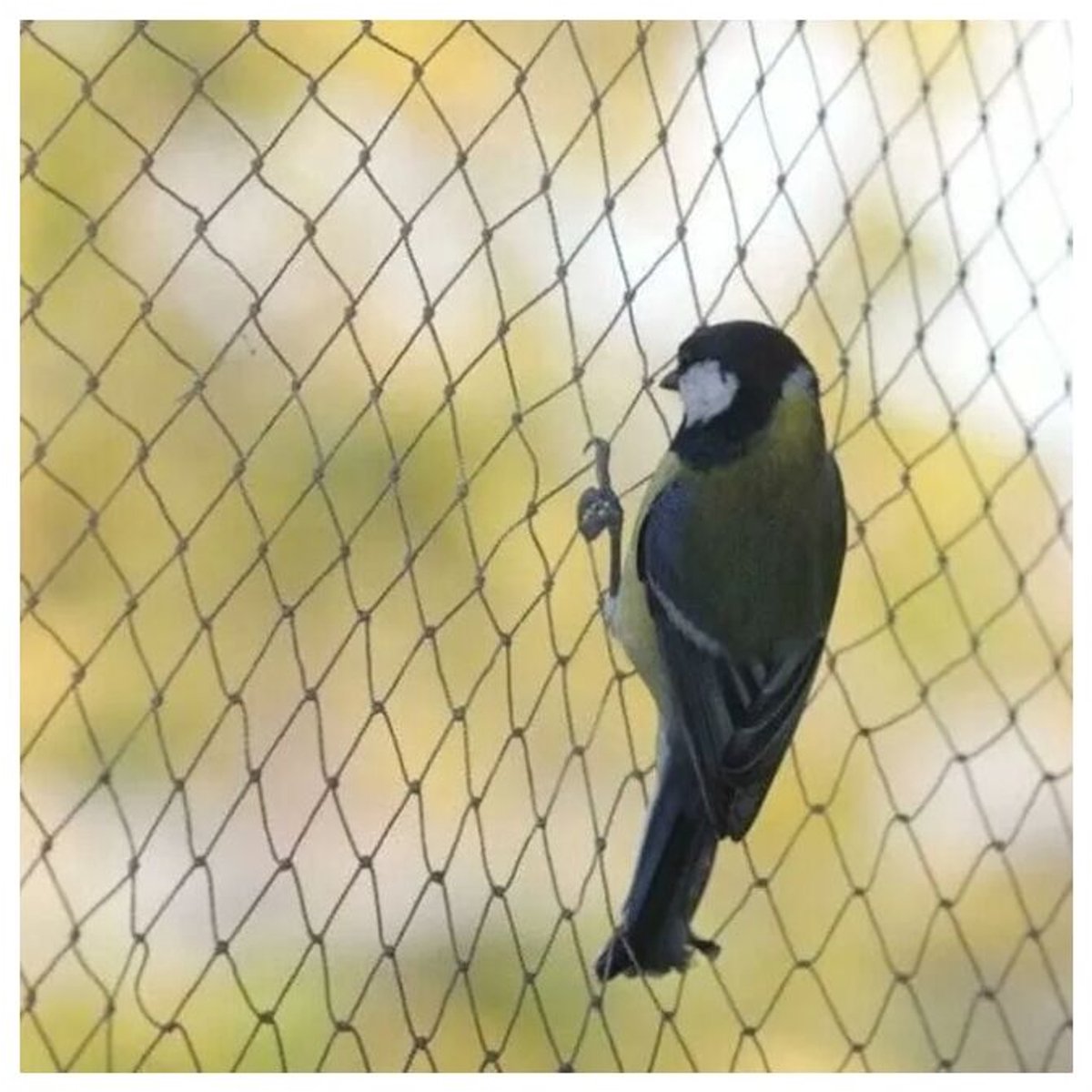 Vogelnet, 10m x 5m maaswijdte (1,5 x 1,5 cm), stevig beschermend net, geschikt voor tuinvijvers, fruit en groenten.