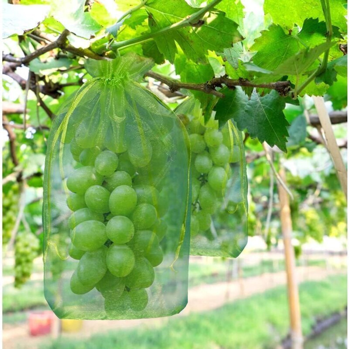 Verpakking van 100 stuks beschermende zakjes geschikt voor druiventrossen - 30 x 20 cm - Groen - geschikt voor trekkoord - Volledige bescherming tegen wespen en vogels - Materiaal: Organza