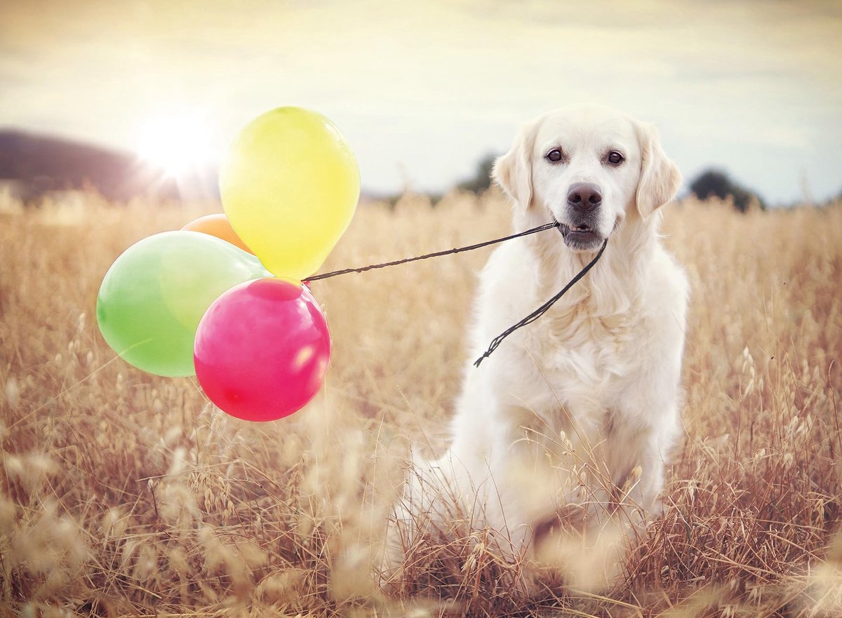Solidchoice - Puzzel 500 Stukken Air Balloon Party