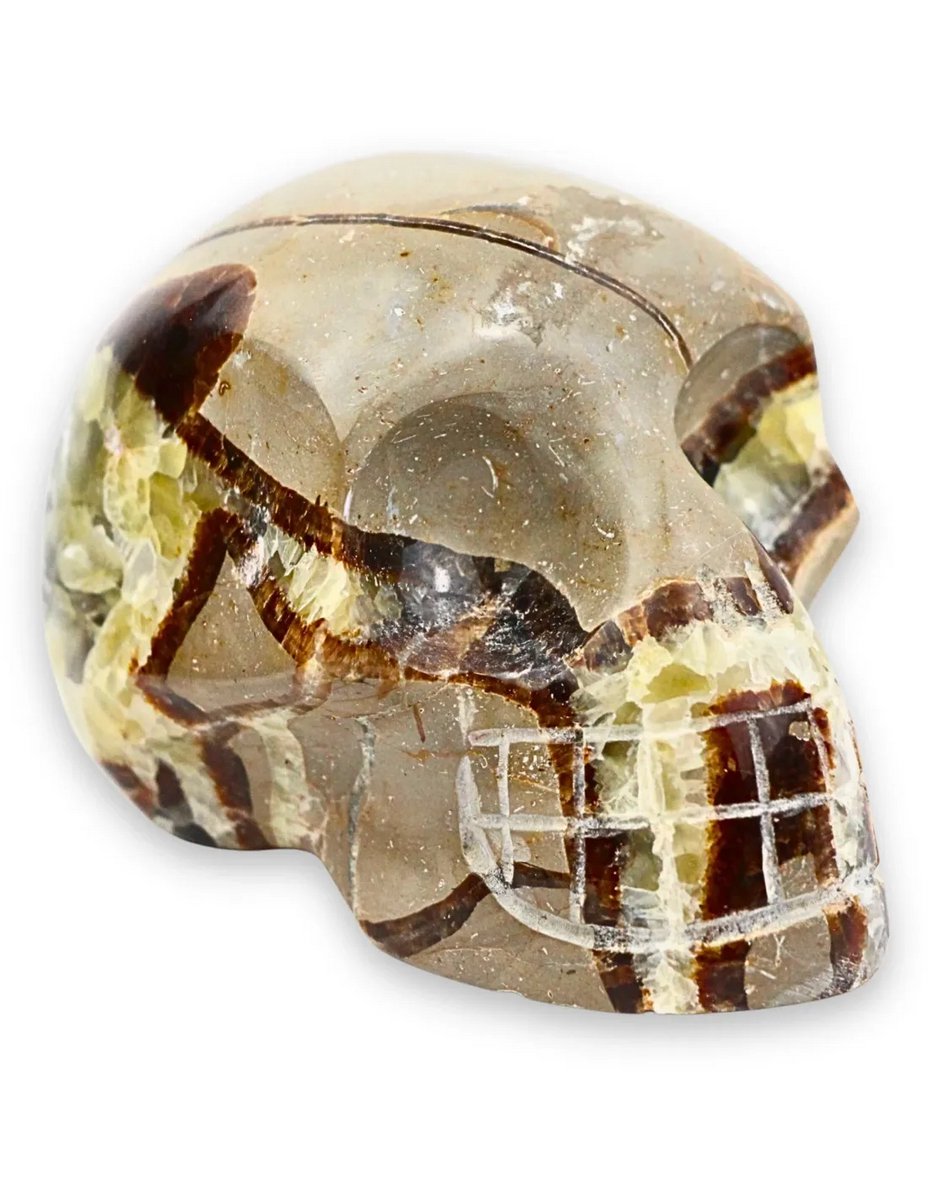 Schedel Septarie 10 cm