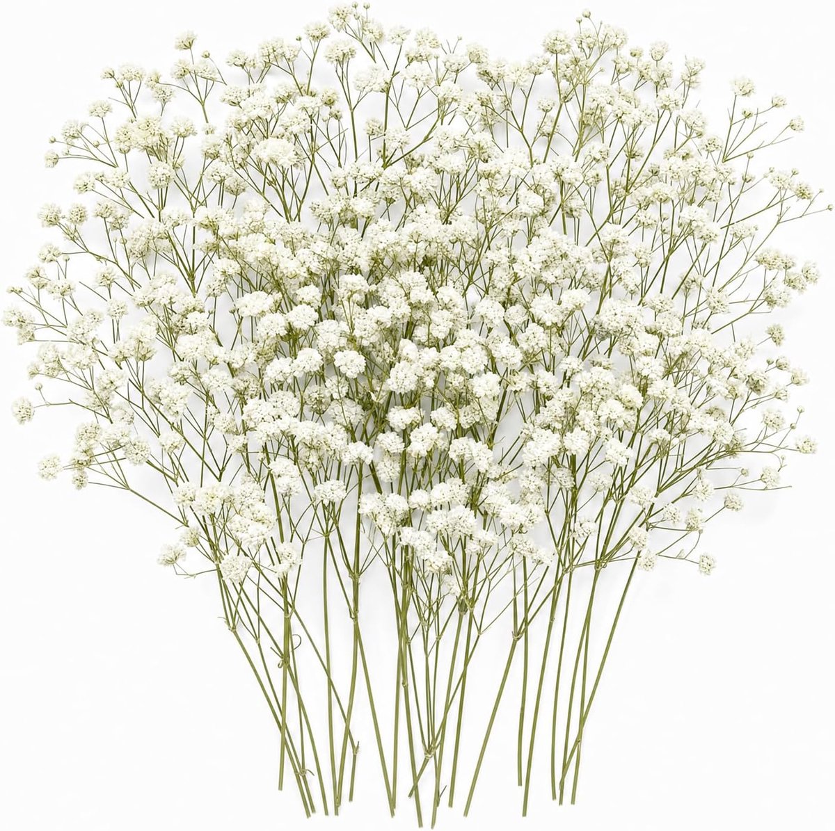 Gedroogde bloemen 50 stuks - Gypsophila mini - Natuurlijk - Voor creatieve projecten - ShopVlot