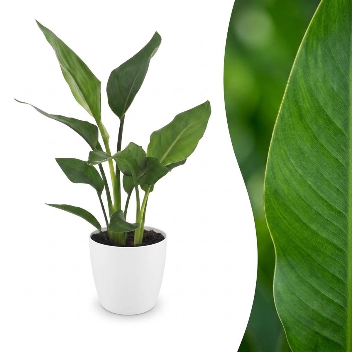 Green boutiQ - Strelitzia Reginea - Paradijsvogelbloem - 1 Plant - met Potter Wit - Pot 12cm - Hoogte - 35cm