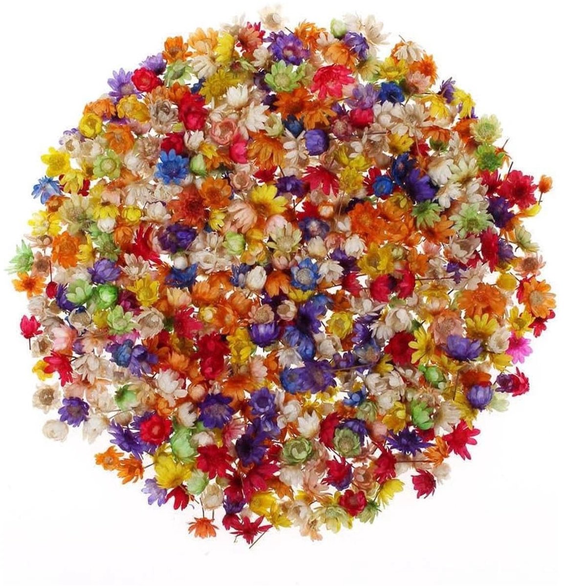 Solidchoice - 300 Stuks Mini Gedroogde Bloemen voor Creatieve Projecten