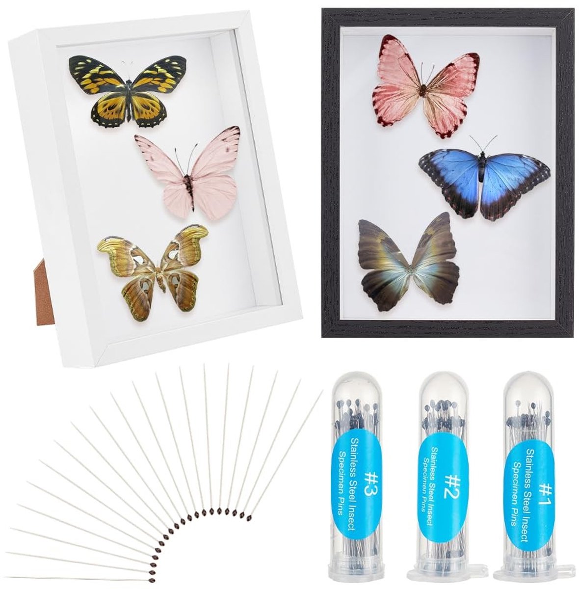 Dailygoods- Insectenvitrine 2 stuks - Doorzichtige Bovenkant - Houten Verzameldoos - Vlinder Exemplaar - Roestvrij Staal Pinnen - Afmetingen 21,7 x 16,5 x 4,5 cm - Insectenbox