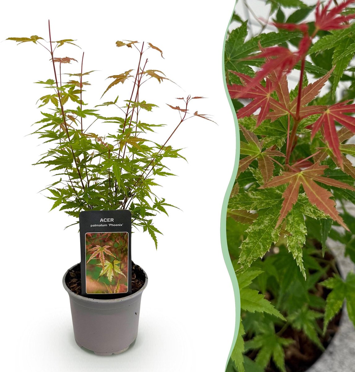 Tuinplant - Acer palmatum Phoenix - Roze - 1 Plant - Bladverliezend - Weinig Onderhoud - Pot 12cm Hoogte 35cm