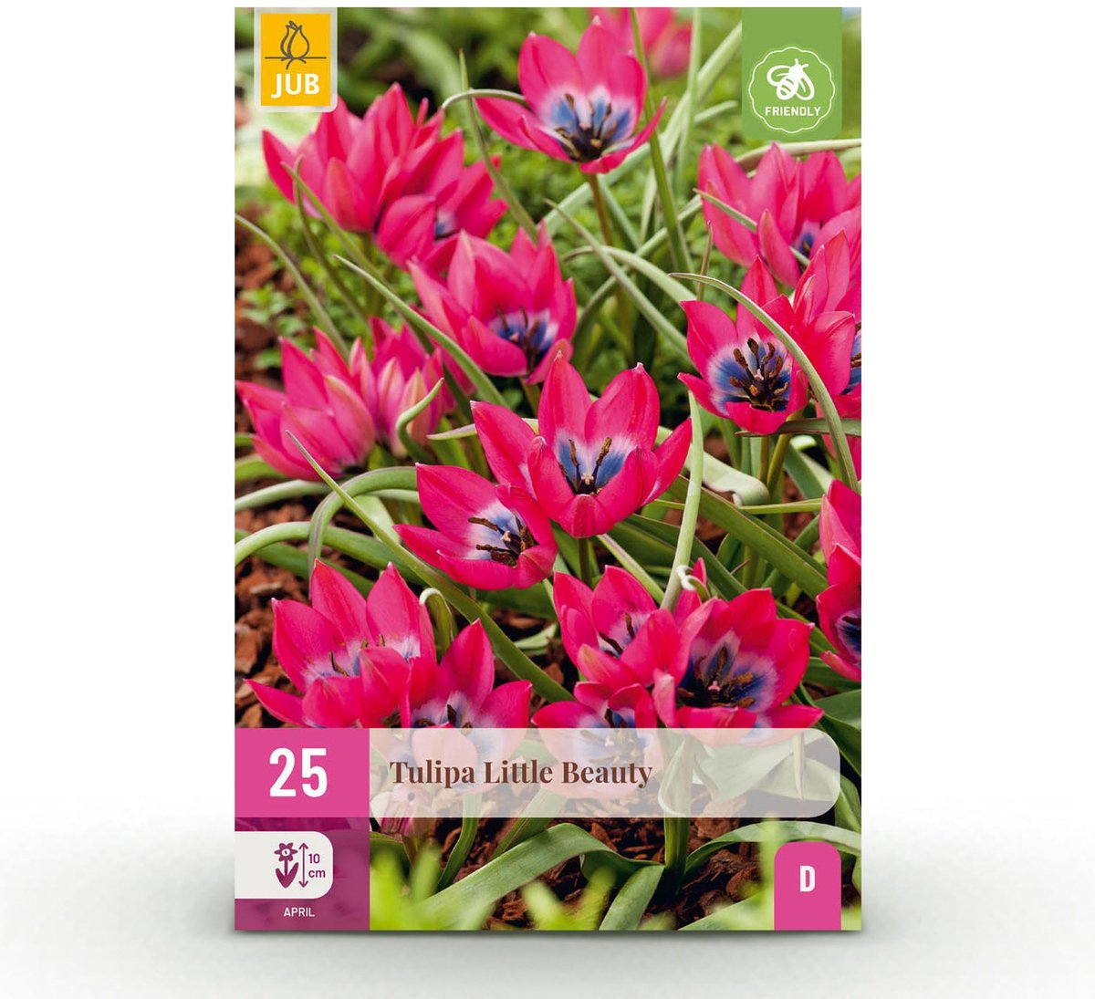 Bloembollen - Tulp Little Beauty - Kleur Donker Roze - 25 stuks - Bolmaat 6/7 - XXL Pack