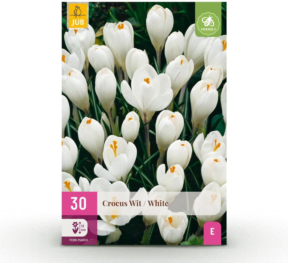 Bloembollen - Crocus White - Kleur Geel - 30 stuks - Bolmaat 7/8 - XXL Pack