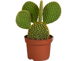 Opuntia microdasys - 12cm - zonder pot