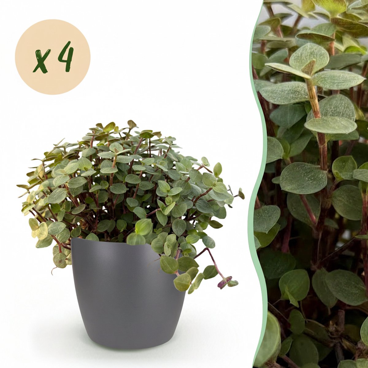 Kamerplant - Calissia repens - Kattengras - Huisdiervriendelijk - Groen - 4 Planten - met Potter Grijs - Pot 12cm - Hoogte 17-20cm