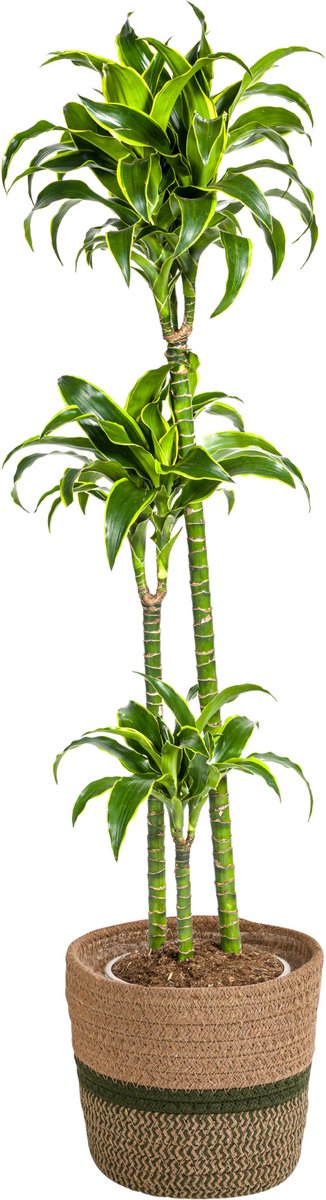 Dracaena Deremensis Dorado met mand Ø24cm - 120 - 140cm