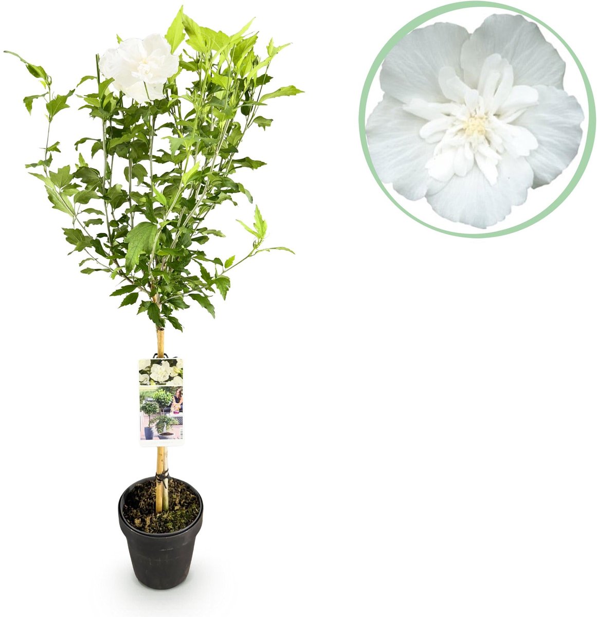 Plant op Stam - Hibiscus syriacus White Chiffon® - Terras Plant - Bladverliezend - Winterhard - Witte Bloem - Pot 19cm Hoogte 90cm