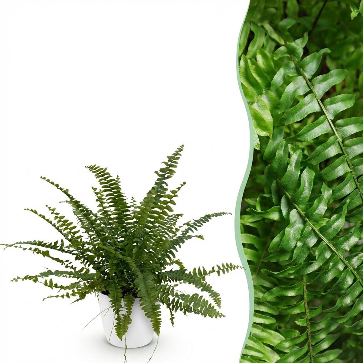 Kamerplant - Nephrolepsis exaltata Green Lady - Varen - Huisdiervriendelijke Plant - Groen - 1 Plant - met Potter Wit - Pot 12cm - Hoogte 25cm