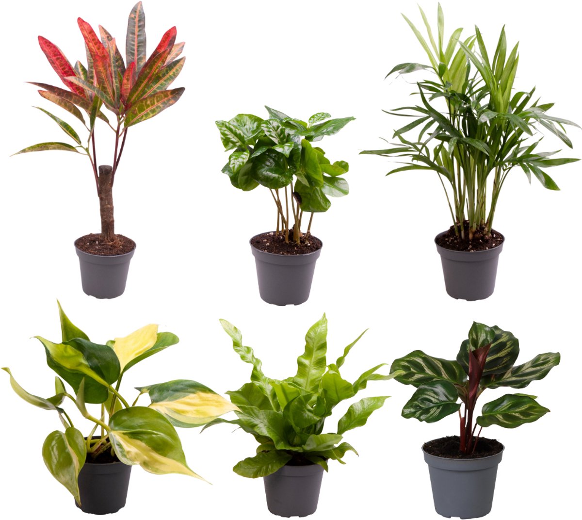 Baby Plantjes Verrassingsbox - Ø6cm - 12cm - x6